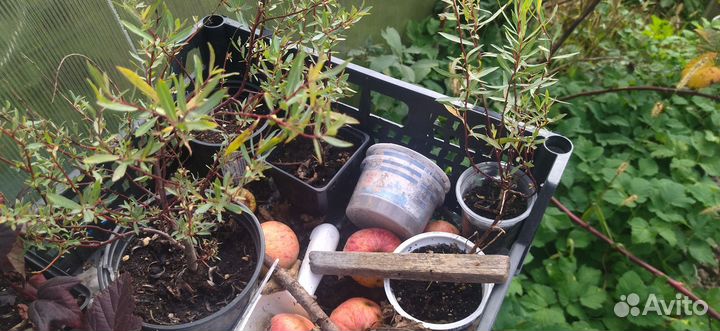 Цветы и кустарники садовые