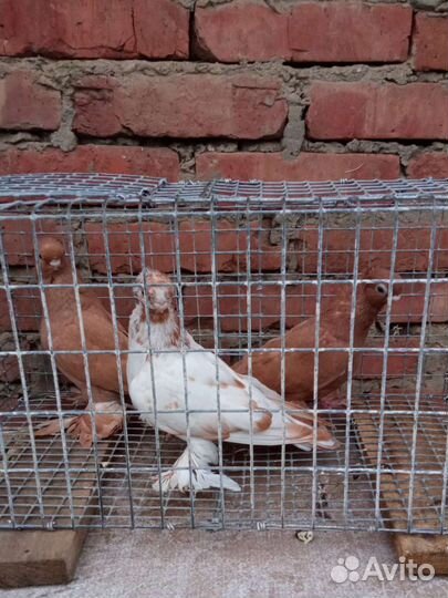 Голуби Узбеки (малоклювые) и Благодарненские