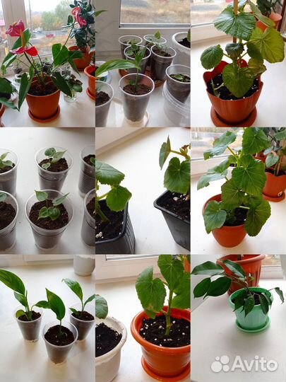 Комнатные растения цветы