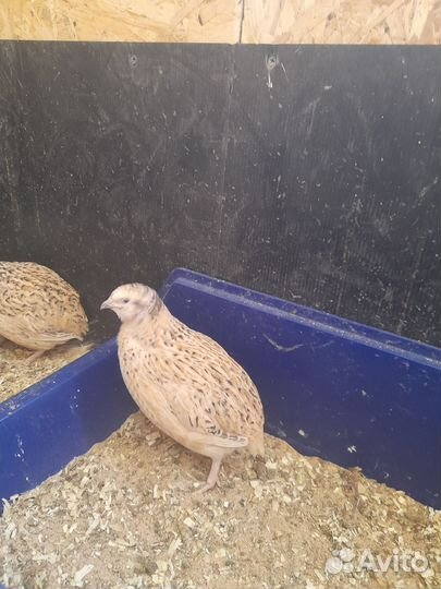 Перепелки несушки