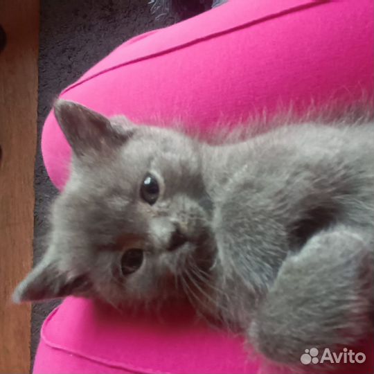 Шотландская