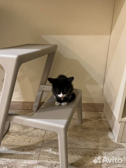 Котенок