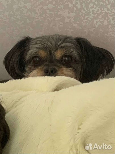 Передержка собак и кошек на время отпуска