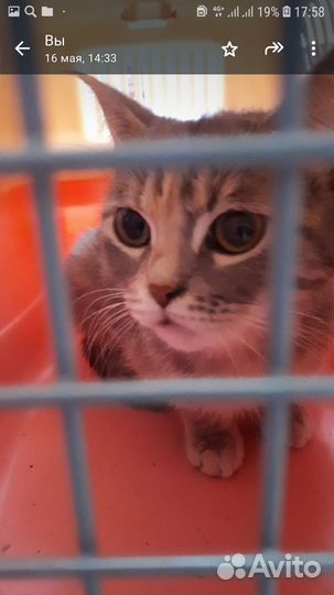 Шотландская