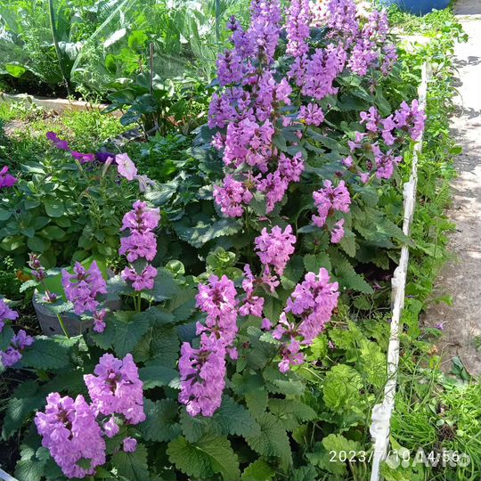 Буквица крупноцветковая