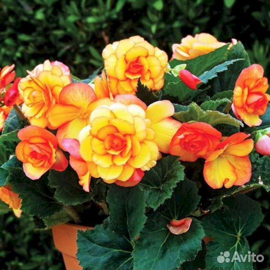 Многолетники Бегония Санглоу