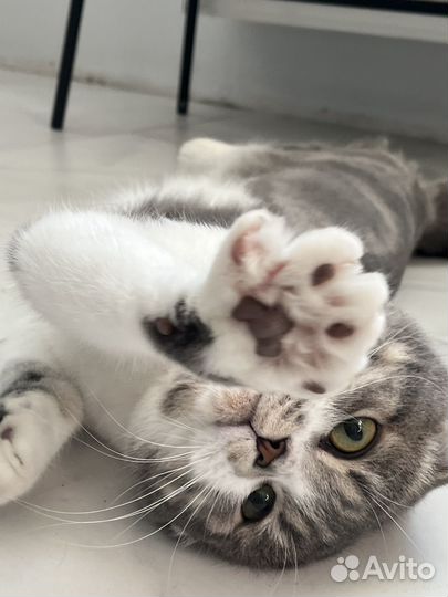 Кошки бесплатно