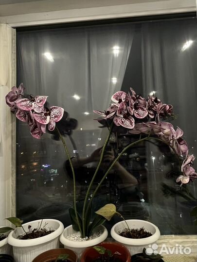 Искусственные цветы Орхидея