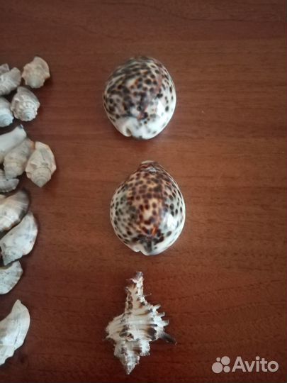 Морские ракушки раковины
