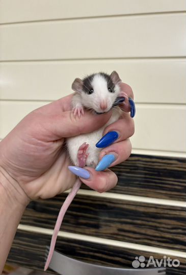 Крысята Дамбо (большой выбор)