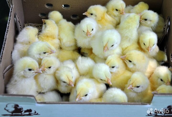 Цыплята бройлеры