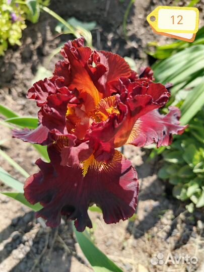 Ирисы бородатые сортовые