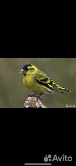 Певчие птицы