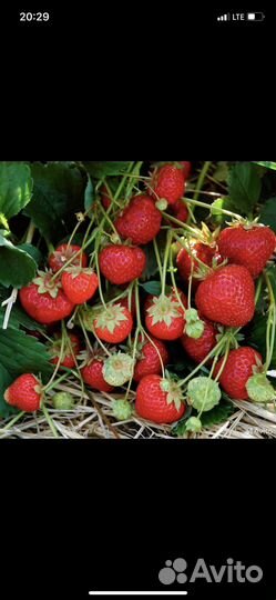 Рассада клубники