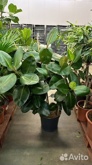 Фикус эластика робуста 150-160см