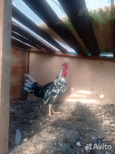 Петухи леггорн далматинцы