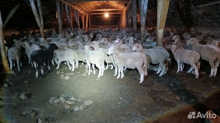Ягнята аткормленые