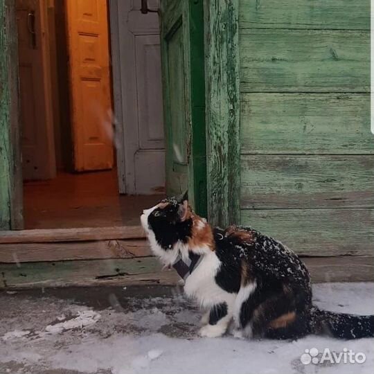 Кошечка с умным взглядом