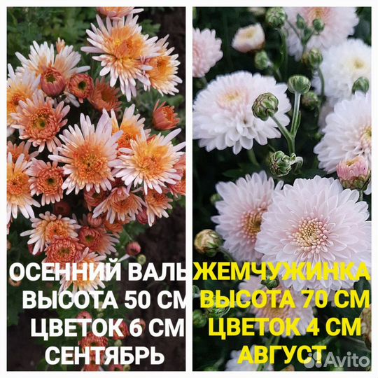 Хризантема корейская саженцы