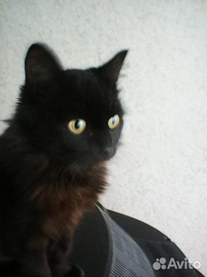 Кошки