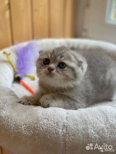 Клубные шотландские котята