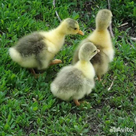 Гусята