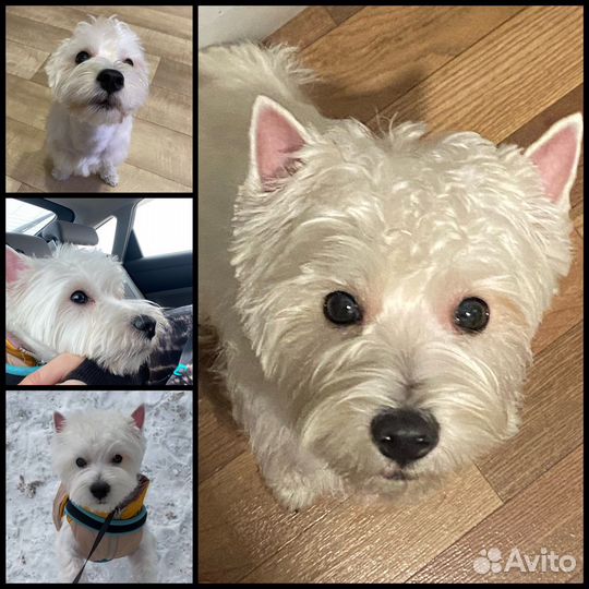 Передержка