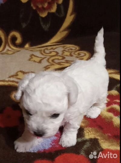 Вязка бишон-фризе