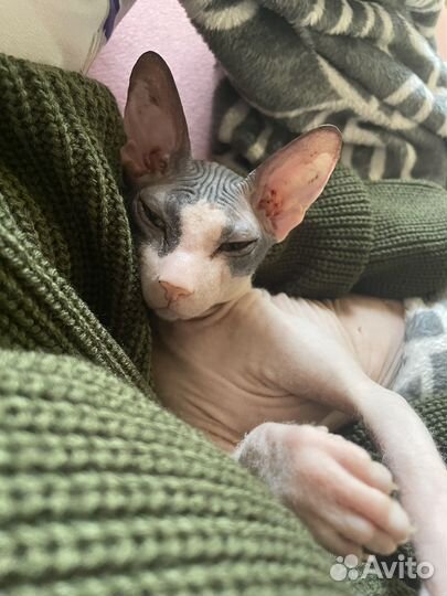 Донской сфинкс котята