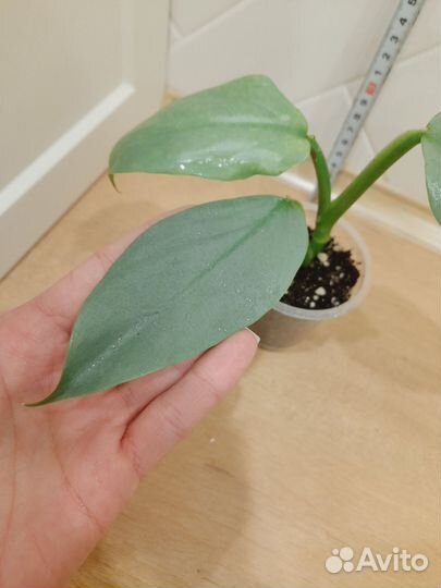 Филодендрон Сильвер металл, Сканденс бразил