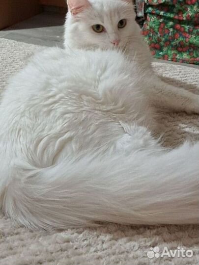 Случка кошки