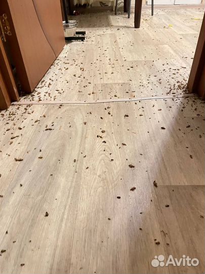 Дезинфекция тараканов, уничтожение клопов