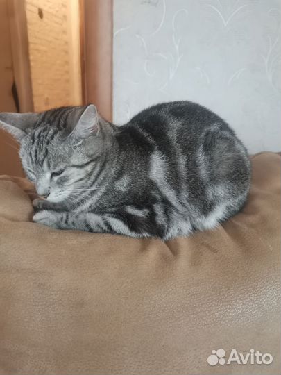 Кошка для вязки