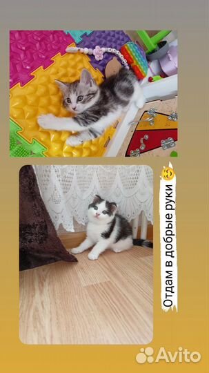 Кошка в дар бесплатно