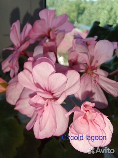 Сортовая пеларгония