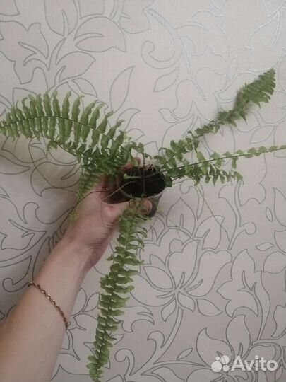 Папоротник