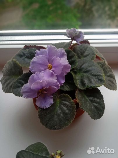 Сортовые фиалки сенполии