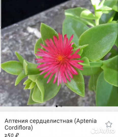 Кактусы и суккуленты