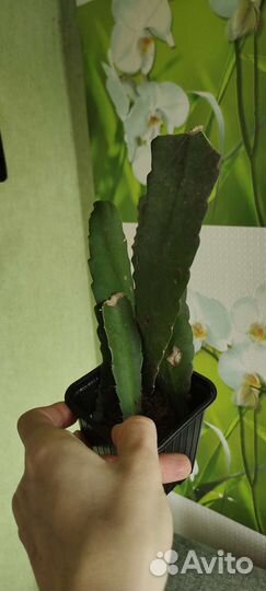 Эпифиллум розовый