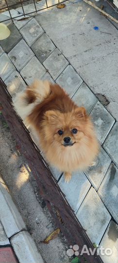 Померанский шпиц