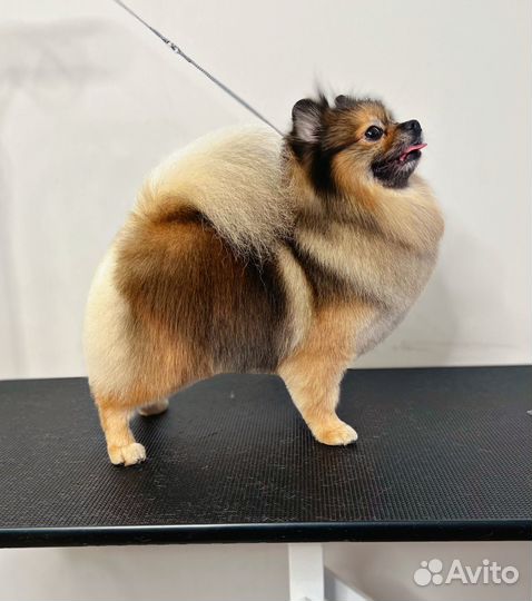 Груминг. Стрижка собак и кошек