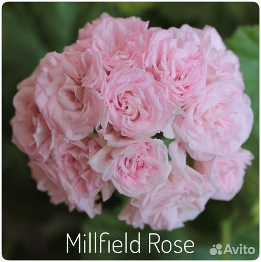 Пеларгонии - розебуды, зонартики, тюльпанки