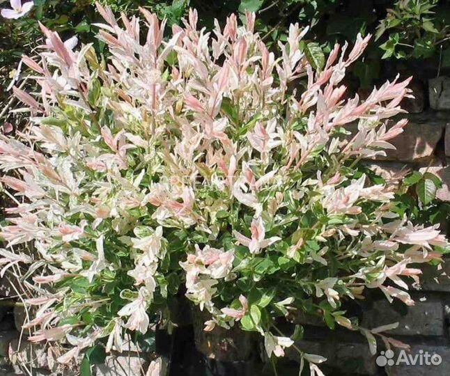 Ива японская Хакуро Нишики