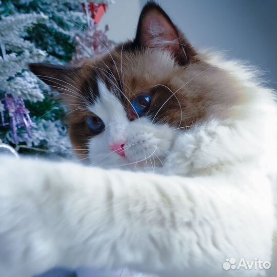 Мальчик ragdoll -вязка