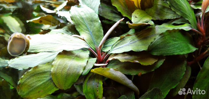 Буцефаландра