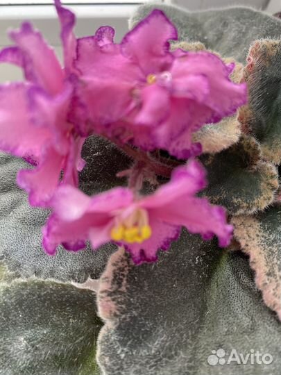 Фиалка сортовая