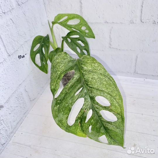 Монстера адансона минт