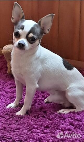Вязка собак чихуахуа