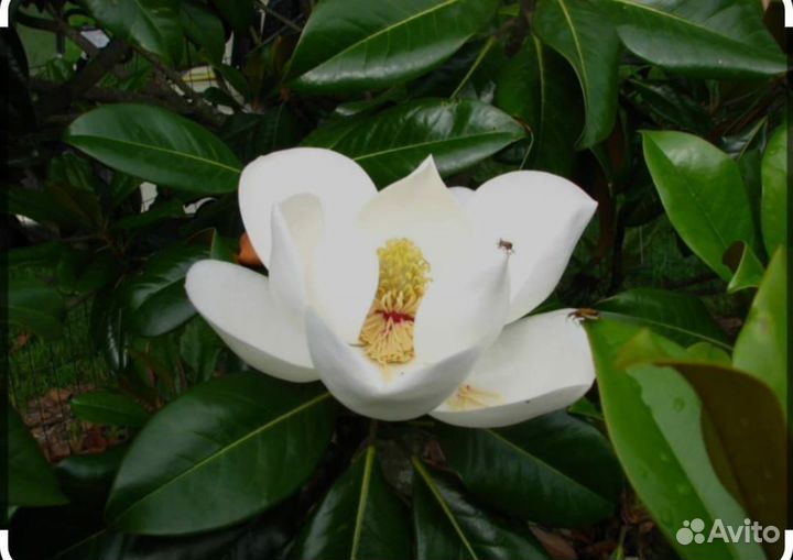 Магнолии вечнозеленые(новые сорта)