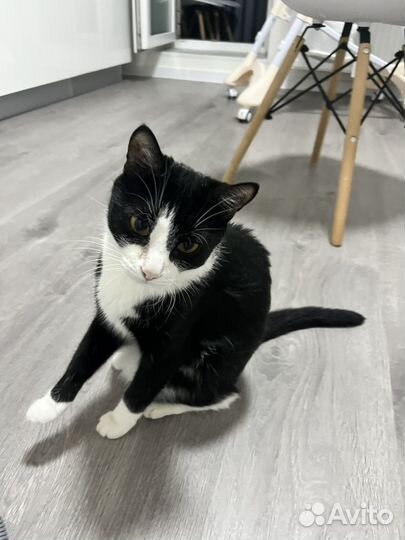 Кошка молодая 2 года